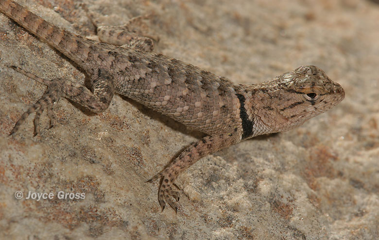 Sceloporus magister