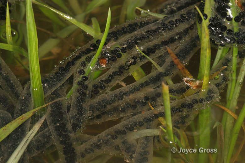 Anaxyrus boreas