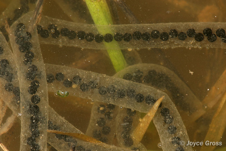 Anaxyrus boreas