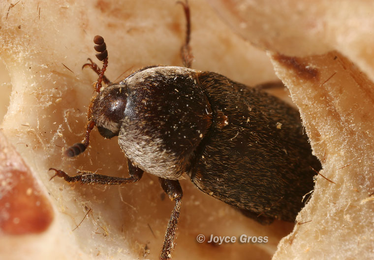 Dermestes maculatus