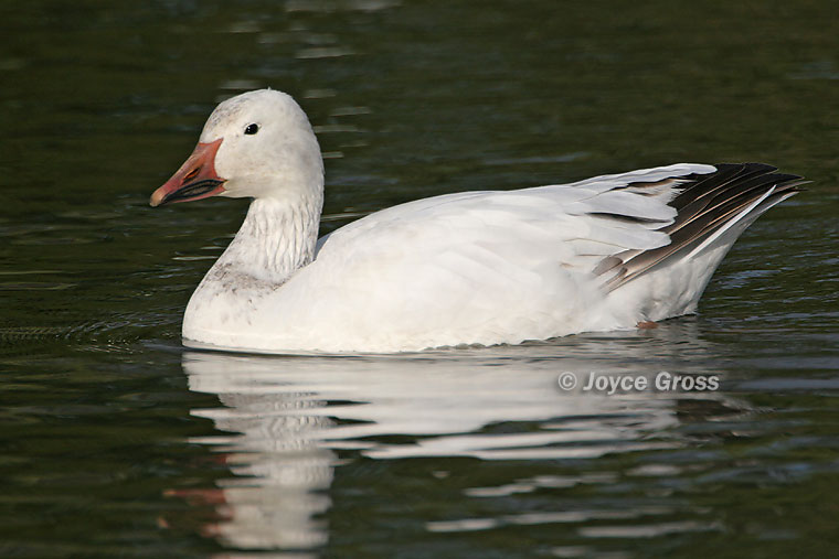 Anser caerulescens