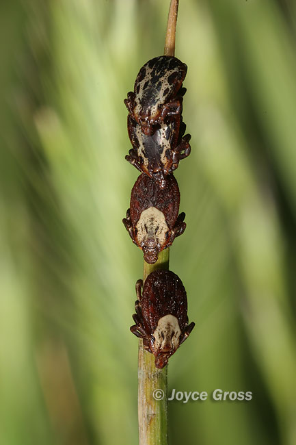 Dermacentor variabilis