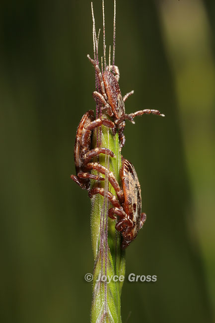 Dermacentor variabilis