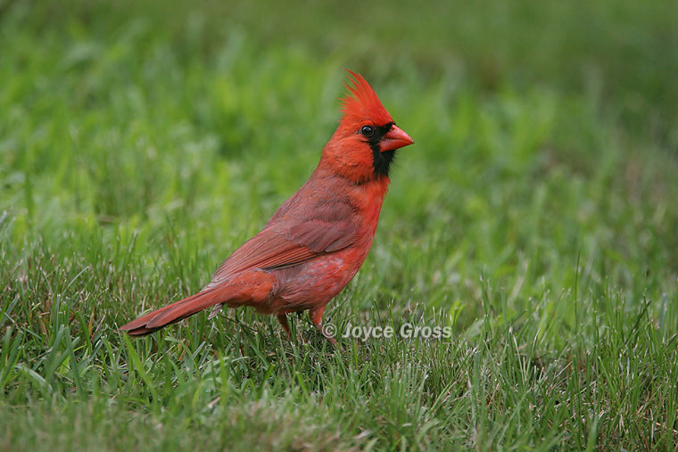 Cardinalis cardinalis