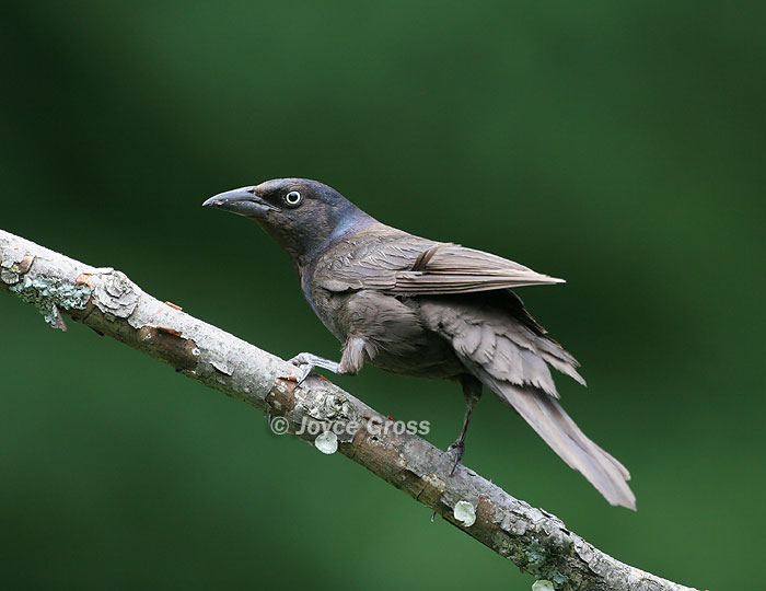 Quiscalus quiscula