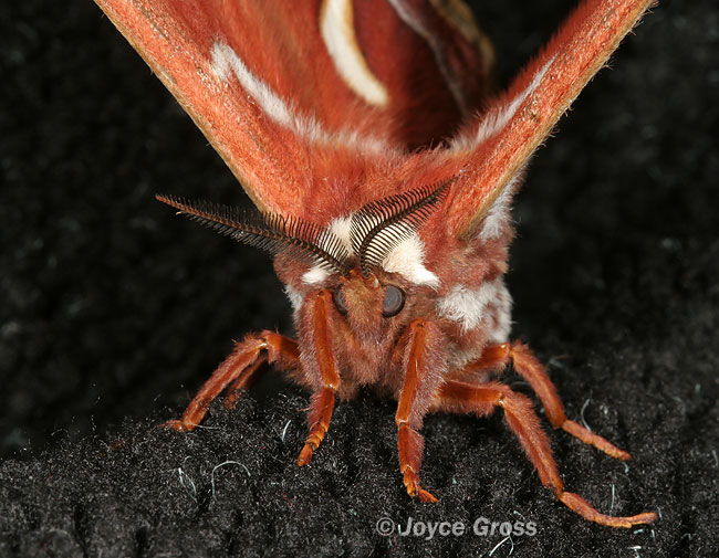 Hyalophora euryalus