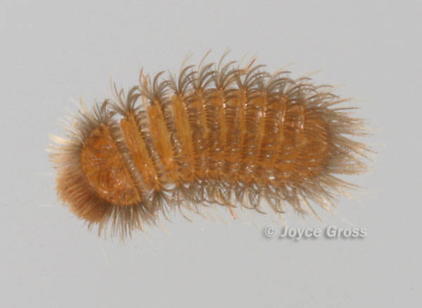 Thylodrias contractus