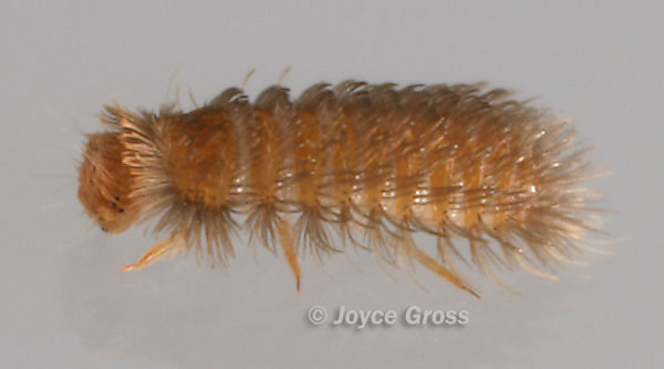 Thylodrias contractus