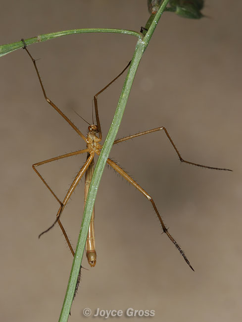 Apterobittacus apterus