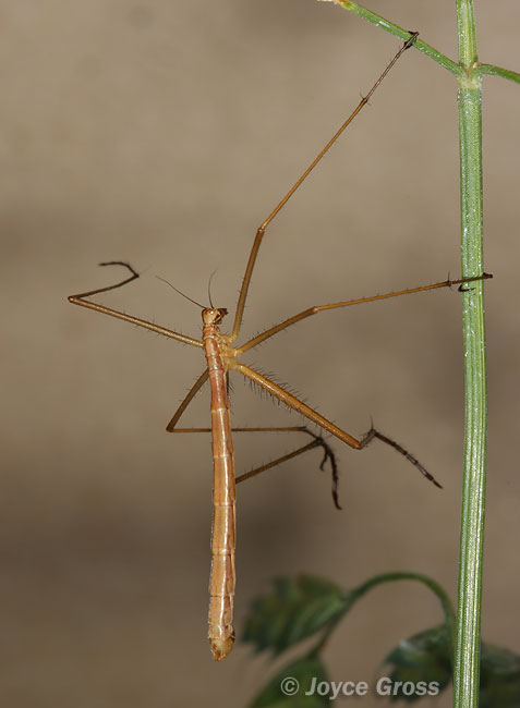 Apterobittacus apterus