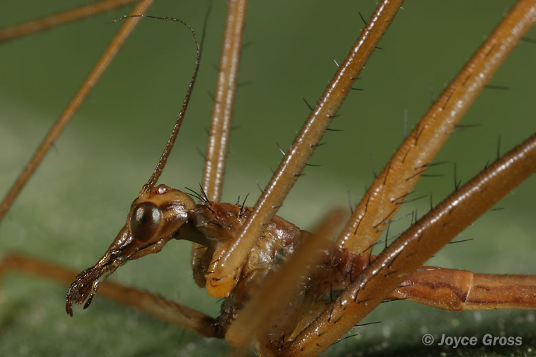 Apterobittacus apterus