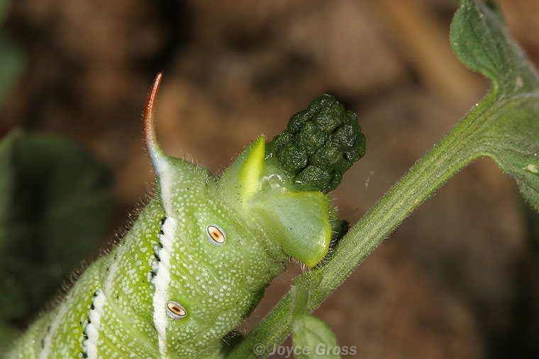 Manduca sexta