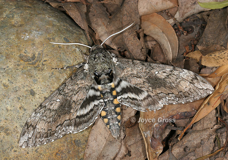 Manduca sexta