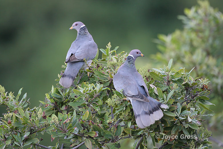 Patagioenas fasciata