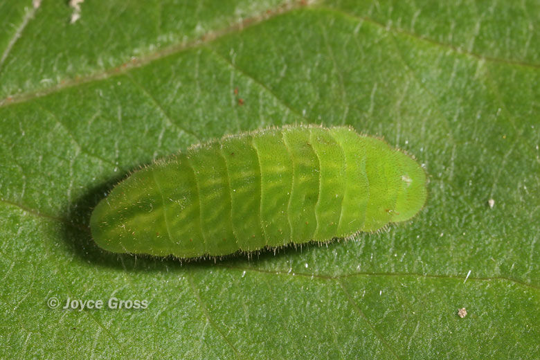 Satyrium liparops