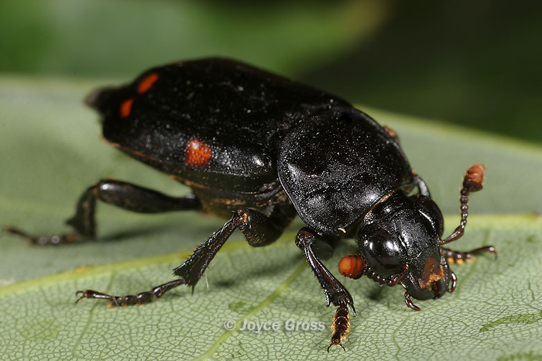 Nicrophorus pustulatus