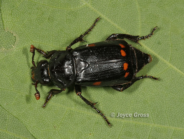 Nicrophorus pustulatus