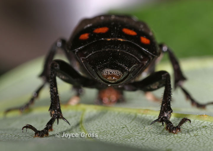 Nicrophorus pustulatus
