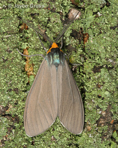 Ctenucha virginica