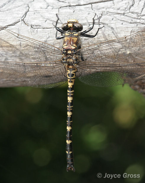 Tanypteryx hageni