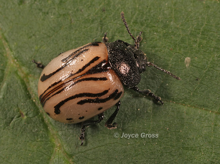Calligrapha dislocata
