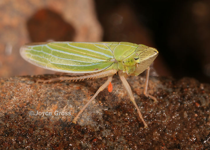 Draeculacephala crassicornis