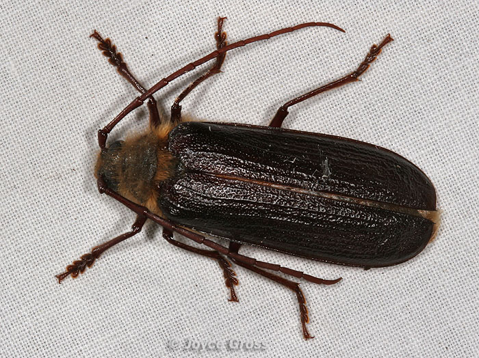 Tragosoma harrisii