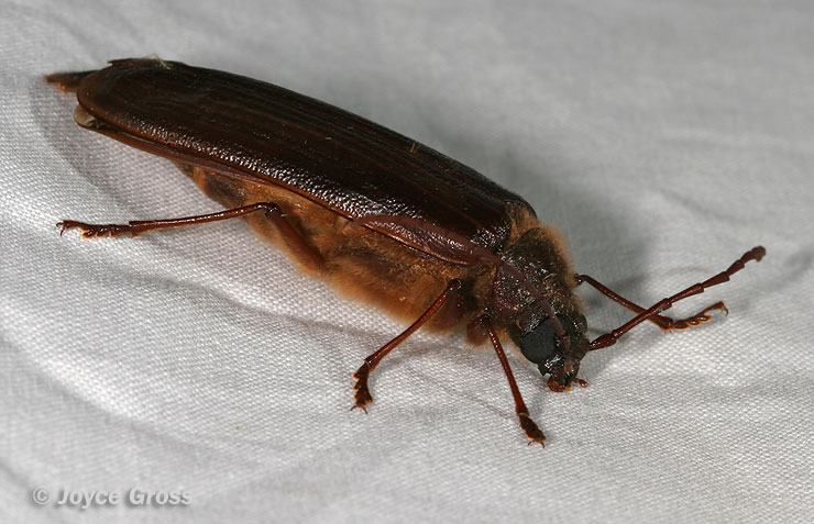 Tragosoma harrisii