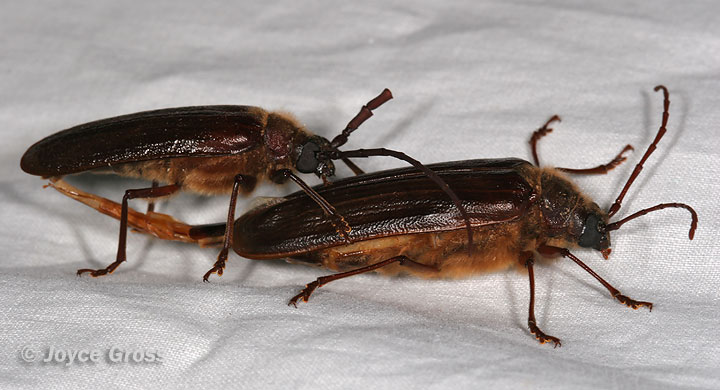 Tragosoma harrisii