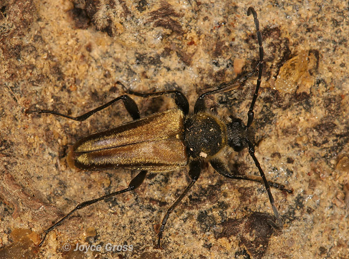 Cosmosalia chrysocoma