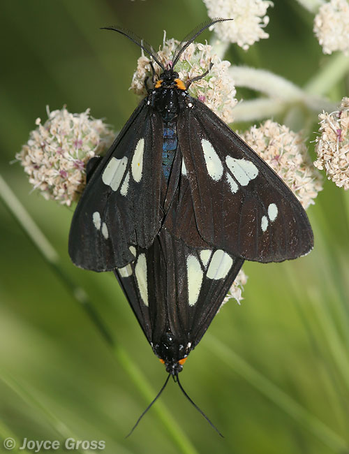 Gnophaela latipennis