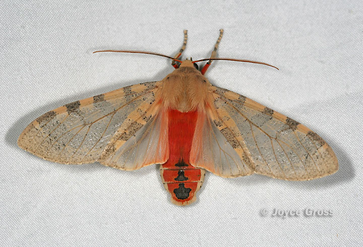 Pseudohemihyalea edwardsii