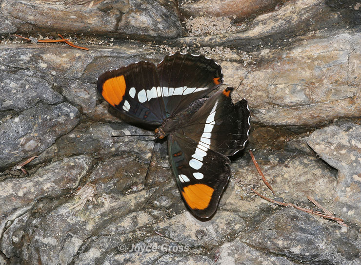 Adelpha bredowii