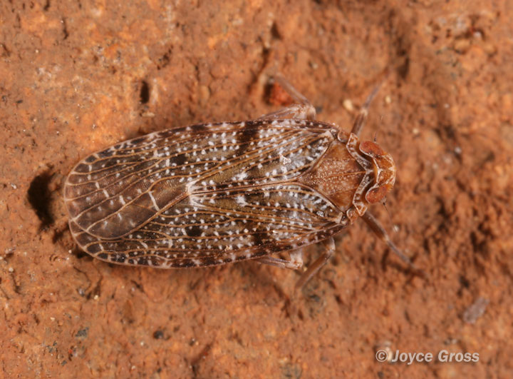 Synecdoche nemoralis