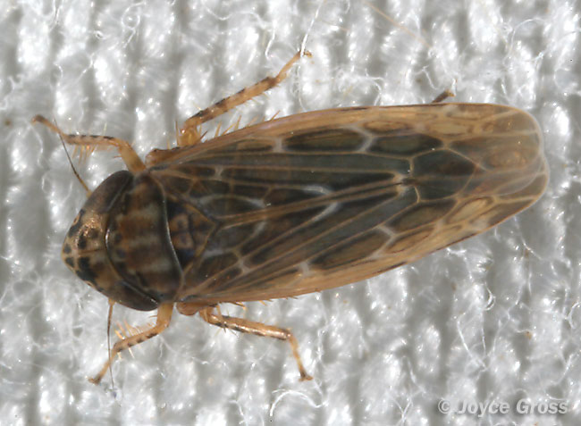 Deltocephalus fuscinervosus