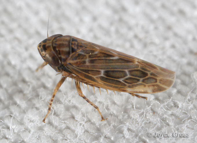 Deltocephalus fuscinervosus