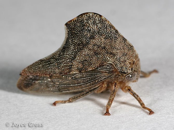 Telamona vestita