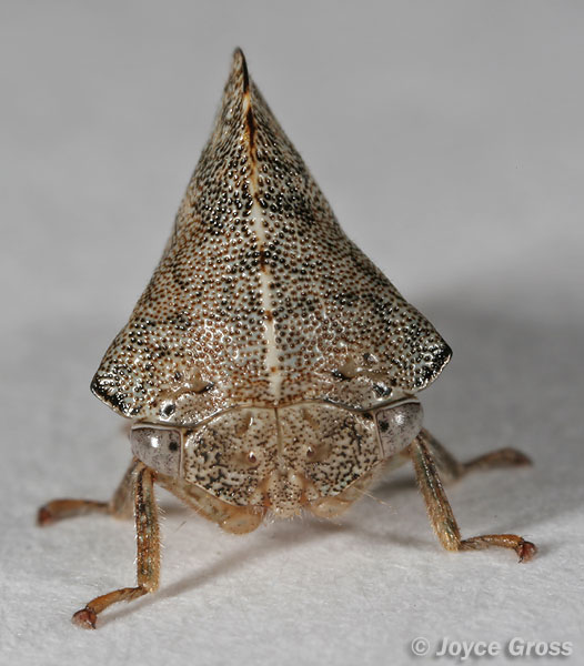 Telamona vestita
