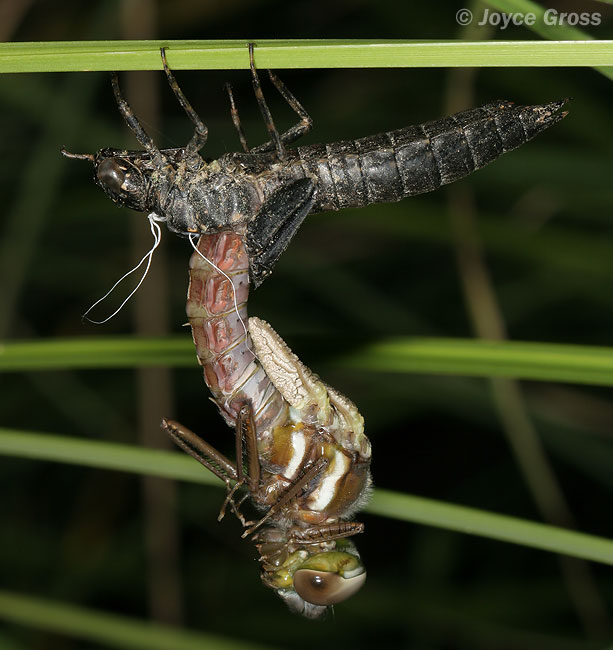 Aeshna sp.