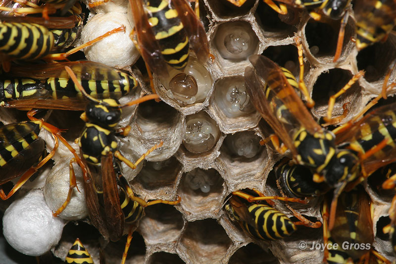 Polistes dominula