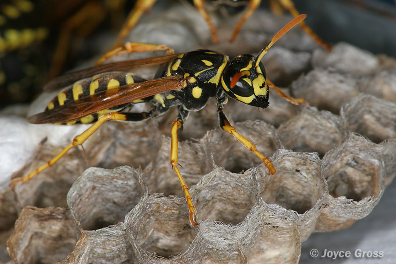 Polistes dominula
