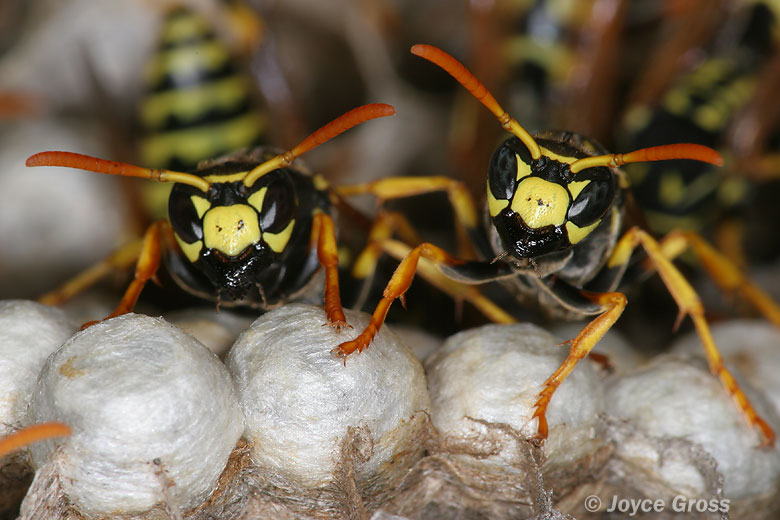 Polistes dominula