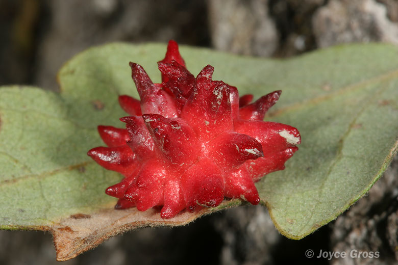 Antron quercusechinus