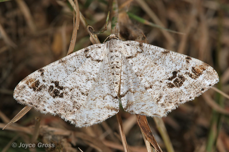 Macaria unipunctaria