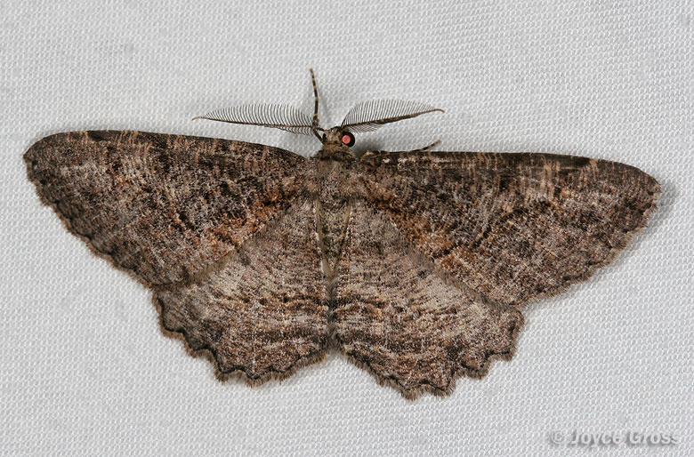 Neoalcis californiaria