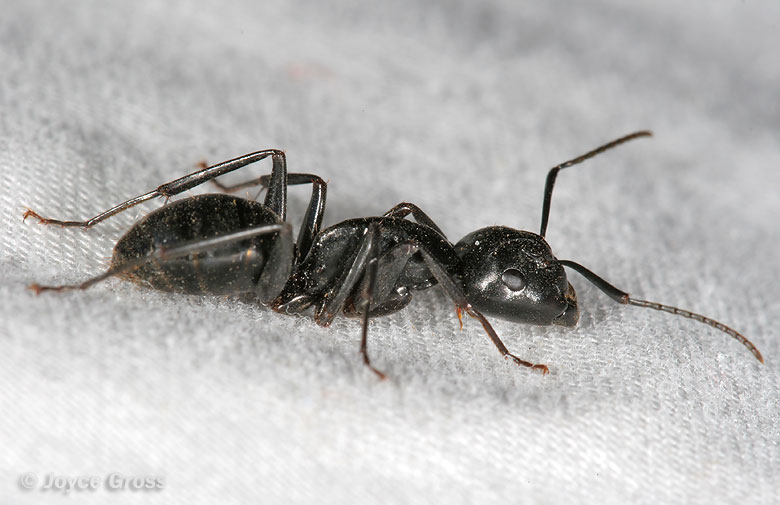 Camponotus sp.