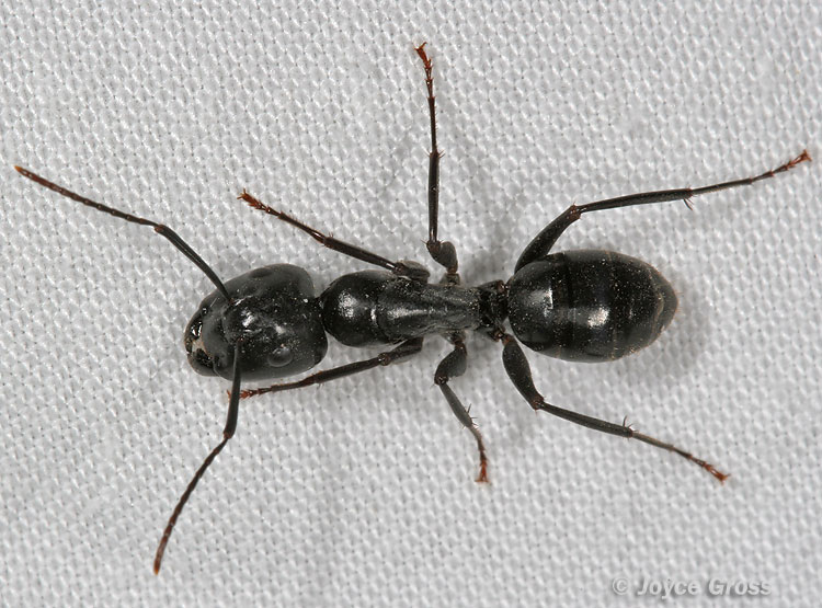 Camponotus sp.