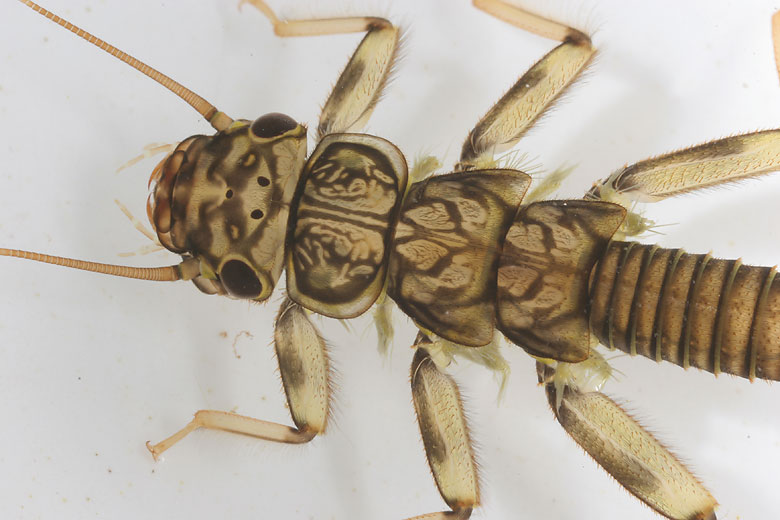 Calineuria californica