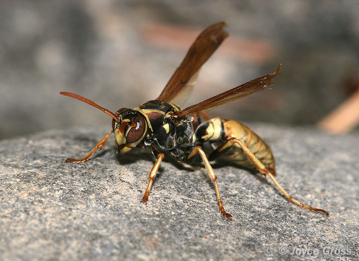 Polistes aurifer
