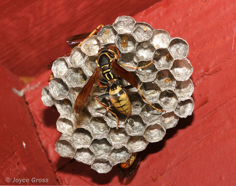 Polistes aurifer